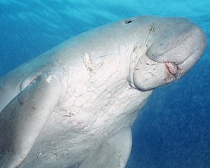 the dugong or sea cow